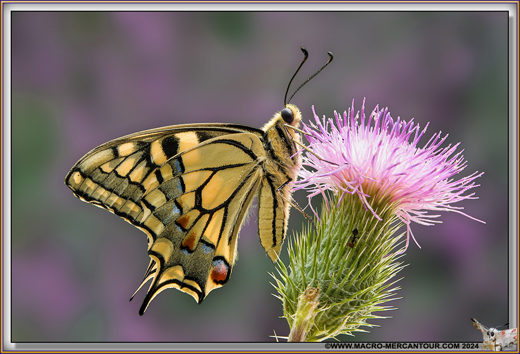 Machaon